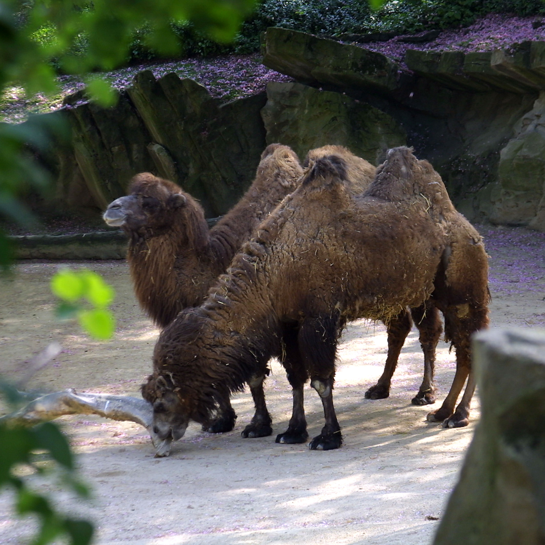 Two camels