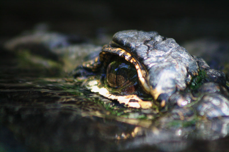 Close up eye of alligator