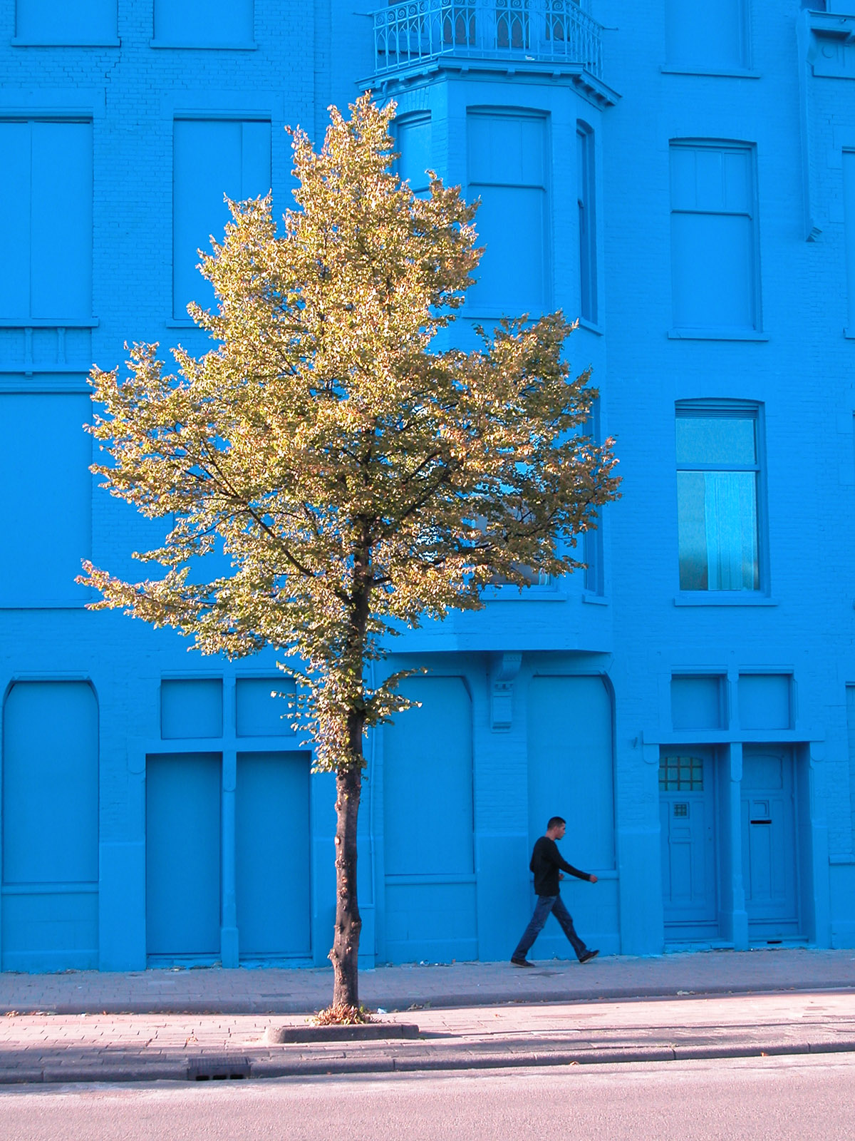 Blue building with tree